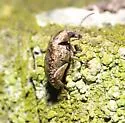 Amblycerus robiniae - photo 5