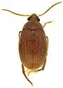 Amblycerus vitis