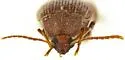 Amblycerus vitis - photo 2