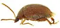 Amblycerus vitis - photo 3