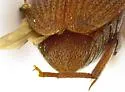 Amblycerus vitis - photo 4