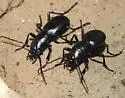 Montane Giant Tiger Beetle