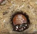 Montane Giant Tiger Beetle - photo 2