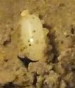 Montane Giant Tiger Beetle - photo 3