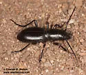 Montane Giant Tiger Beetle - photo 5