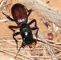 Great Plains Giant Tiger Beetle