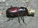 Great Plains Giant Tiger Beetle - photo 2