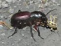 Great Plains Giant Tiger Beetle - photo 3