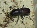 Great Plains Giant Tiger Beetle - photo 4