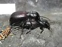 Great Plains Giant Tiger Beetle - photo 5