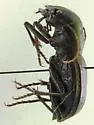 South Texas Giant Tiger Beetle - photo 2