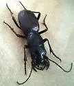 South Texas Giant Tiger Beetle - photo 3