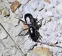 South Texas Giant Tiger Beetle - photo 4