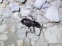 South Texas Giant Tiger Beetle - photo 5