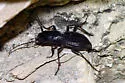 Trans-Pecos Giant Tiger Beetle