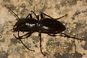 Trans-Pecos Giant Tiger Beetle - photo 2