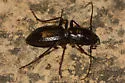 Trans-Pecos Giant Tiger Beetle - photo 3
