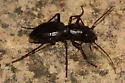 Trans-Pecos Giant Tiger Beetle - photo 4