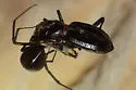 Trans-Pecos Giant Tiger Beetle - photo 5