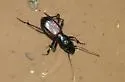 Plateau Giant Tiger Beetle