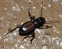 Plateau Giant Tiger Beetle - photo 2