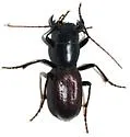 Plateau Giant Tiger Beetle - photo 3