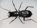 Plateau Giant Tiger Beetle - photo 4