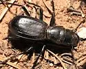 Plateau Giant Tiger Beetle - photo 5