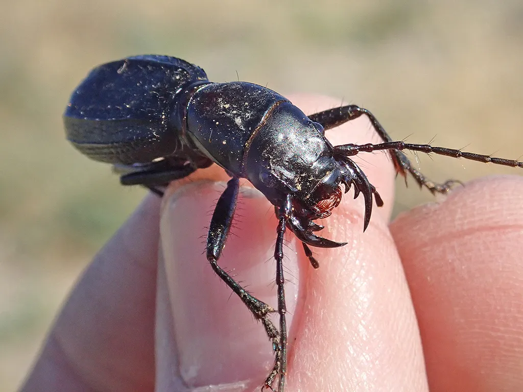 Mojave Giant Tiger Beetle