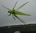 Clicker Round-winged Katydid