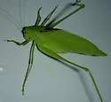 Clicker Round-winged Katydid - photo 2