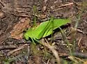 Clicker Round-winged Katydid - photo 3