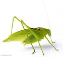 Clicker Round-winged Katydid - photo 4