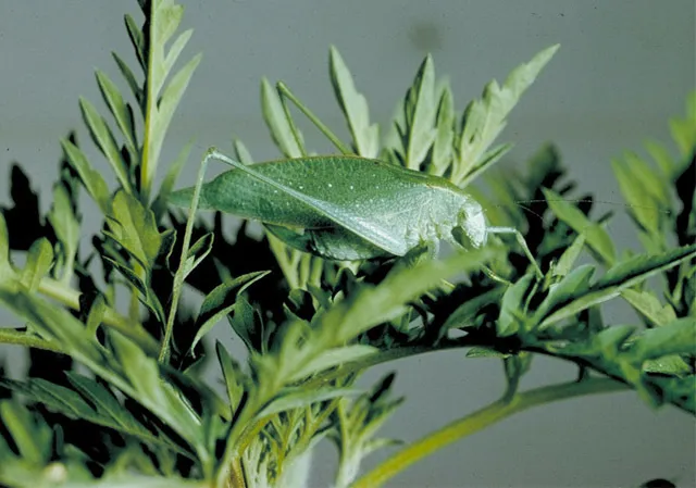 Sandhill Virtuoso Katydid - photo 2