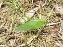 Bartram's Round-winged Katydid