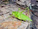 Carinate Katydid