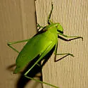 Carinate Katydid - photo 2