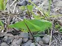 Carinate Katydid - photo 3