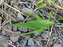 Carinate Katydid - photo 4