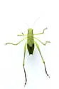Carinate Katydid - photo 5