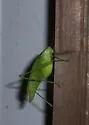 Florida Oblong-winged Katydid