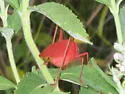 Florida Oblong-winged Katydid - photo 2