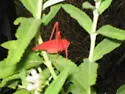 Florida Oblong-winged Katydid - photo 3
