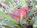 Florida Oblong-winged Katydid - photo 4
