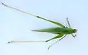 Florida Oblong-winged Katydid - photo 5