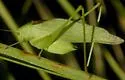 Texas Oblong-winged Katydid