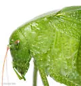 Texas Oblong-winged Katydid - photo 2