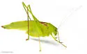Texas Oblong-winged Katydid - photo 4