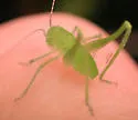 Texas Oblong-winged Katydid - photo 5