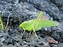 Big Bend Oblong-winged Katydid